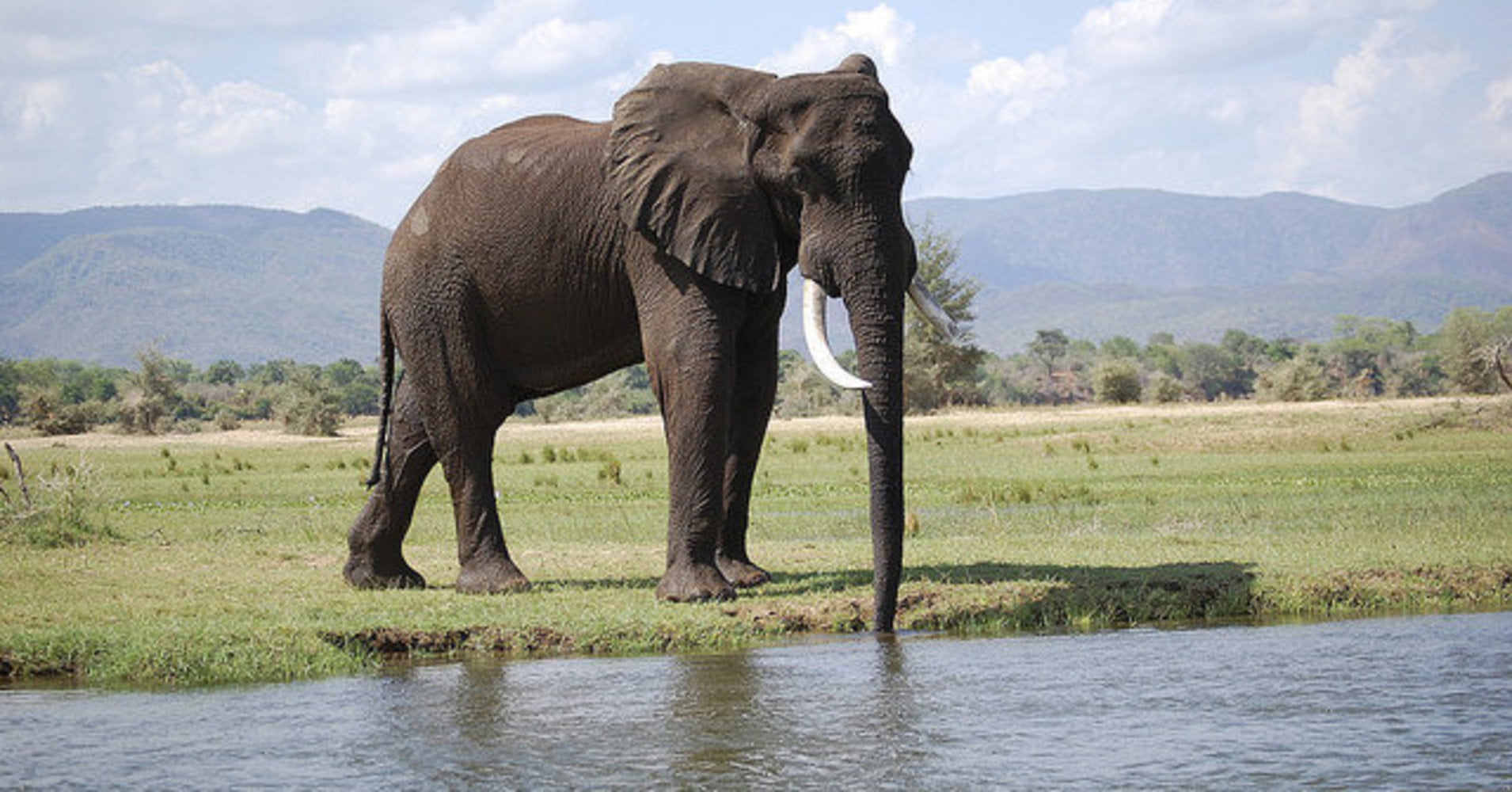Elephant 