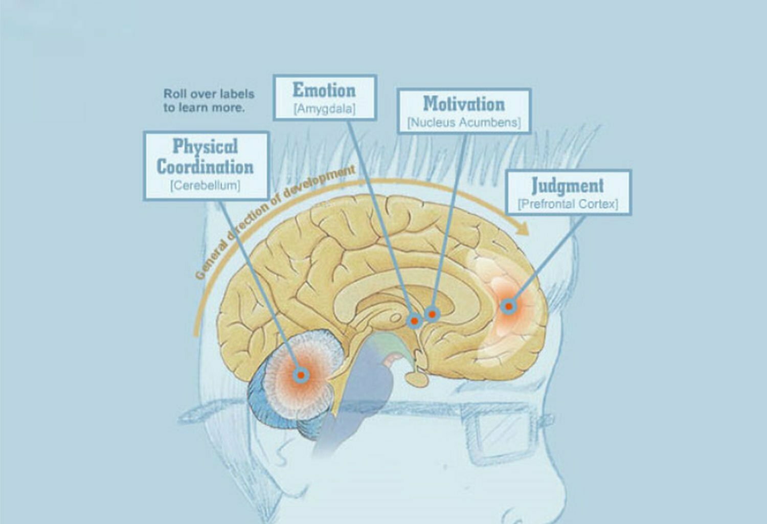  Adolescent brain development